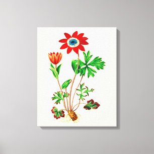 Vintag Star Anemone Leinwanddruck