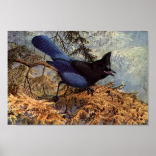 Vintag Steller's Jay Bird Art Poster