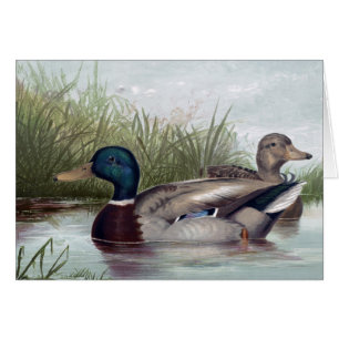 Vintag - Stockenten-Enten auf dem See,