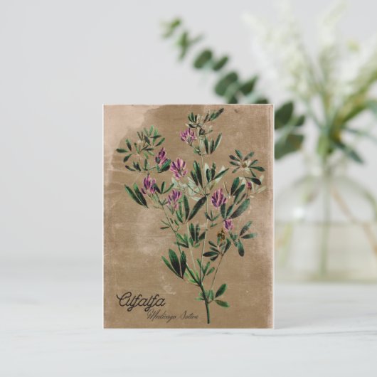 Vintag Style Alfalfa Postkarte (Stehend Vorderseite)