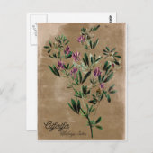 Vintag Style Alfalfa Postkarte (Vorne/Hinten)