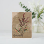 Vintag Style Amaranth Pflanze Postkarte (Stehend Vorderseite)