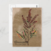 Vintag Style Amaranth Pflanze Postkarte (Vorne/Hinten)