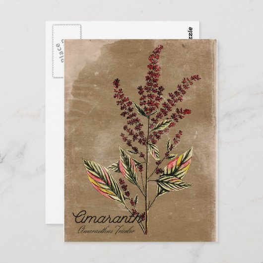 Vintag Style Amaranth Pflanze Postkarte (Vorne/Hinten)