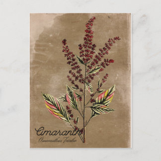 Vintag Style Amaranth Pflanze Postkarte