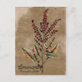 Vintag Style Amaranth Pflanze Postkarte (Vorderseite)
