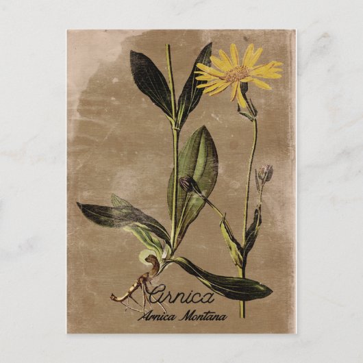 Vintag Style Arnica Blume Postkarte (Vorderseite)