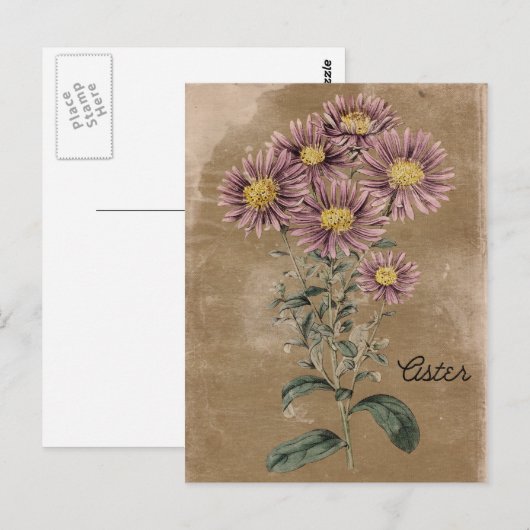 Vintag Style Aster-Blume Postkarte (Vorne/Hinten)
