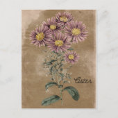 Vintag Style Aster-Blume Postkarte (Vorderseite)
