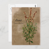 Vintag Style Basil Herb Postkarte (Vorne/Hinten)