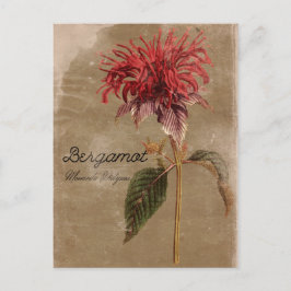 Vintag Style Bergamot Pflanze Blume Postkarte