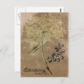 Vintag Style Elderberry Postcard Postkarte (Vorne/Hinten)