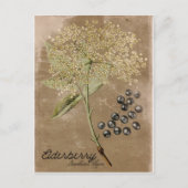 Vintag Style Elderberry Postcard Postkarte (Vorderseite)