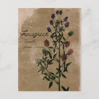 Vintag Style Fenugreek Herb Postcard Postkarte