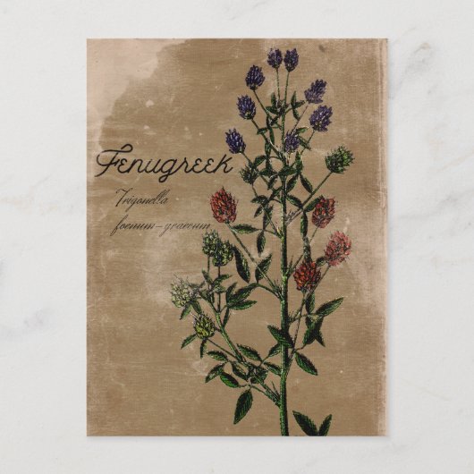 Vintag Style Fenugreek Herb Postcard Postkarte (Vorderseite)