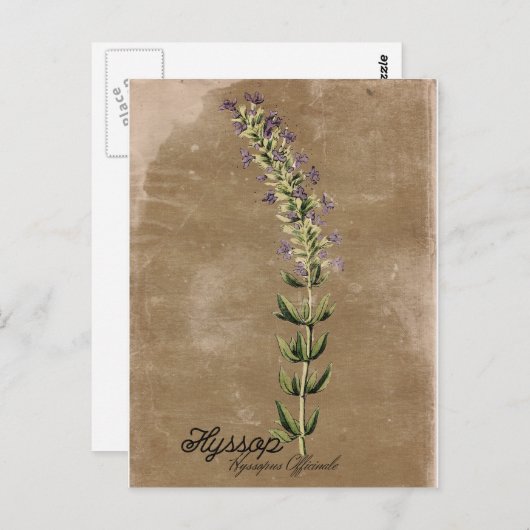 Vintag Style Hyssop Postcard Postkarte (Vorne/Hinten)