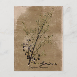 Vintag Style Junior Postcard Postkarte