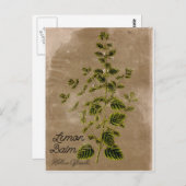 Vintag Style Lemon Balm Postkarte (Vorne/Hinten)