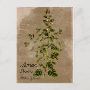 Vintag Style Lemon Balm Postkarte