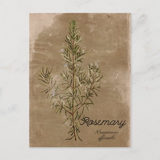 Vintag Style Rosemary Herb Postcard Postkarte (Vorderseite)