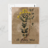 Vintag Style St Johns Wort Postcard Postkarte (Vorne/Hinten)