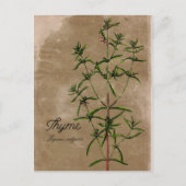 Vintag Style Thyme Herb Postcard Postkarte (Vorderseite)