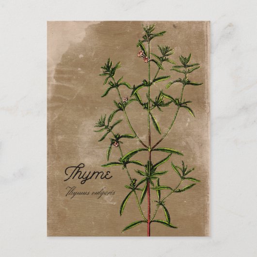 Vintag Style Thyme Herb Postcard Postkarte (Vorderseite)