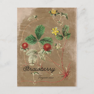 Vintag Style Wild Strawberry Postcard Postkarte