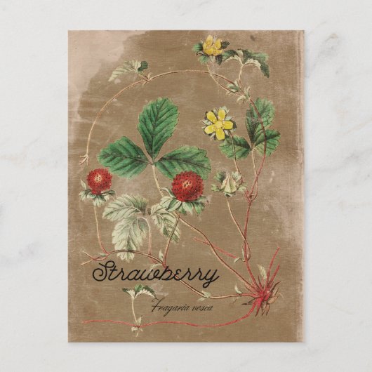 Vintag Style Wild Strawberry Postcard Postkarte (Vorderseite)