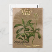 Vintag Style Wintergreen Pflanzen Postcard Postkarte (Vorne/Hinten)
