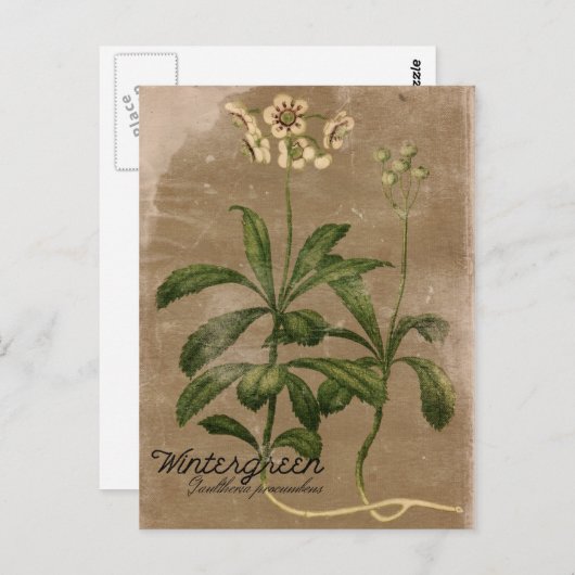 Vintag Style Wintergreen Pflanzen Postcard Postkarte (Vorne/Hinten)