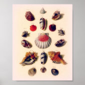 Vintag Sunset Seashell Collection Poster (Vorne)