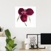 Vintag Sweet Trillium blühende Abbildung Poster (Heimbüro)