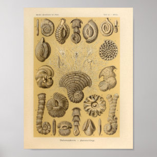 Vintag Talamophora Color Ernst Haeckel Print Poster