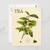 Vintag Tee-Pflanze Postkarte (Vorne/Hinten)