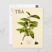 Vintag Tee-Pflanze Postkarte (Vorne/Hinten)