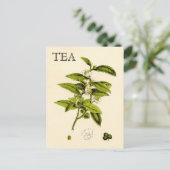 Vintag Tee-Pflanze Postkarte (Stehend Vorderseite)