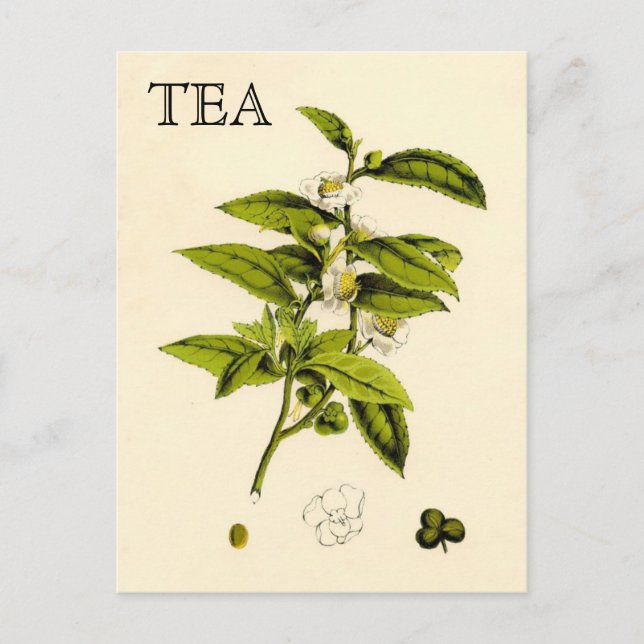 Vintag Tee-Pflanze Postkarte (Vorderseite)