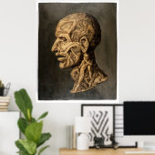 Vintag Testa Anatomica - Großkunstdruck Poster (Heimbüro)