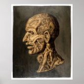 Vintag Testa Anatomica - Großkunstdruck Poster (Vorne)