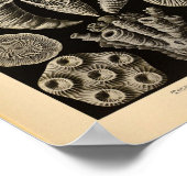 Vintag Tetracoralla Color Ernst Haeckel Print Poster (Ecke)