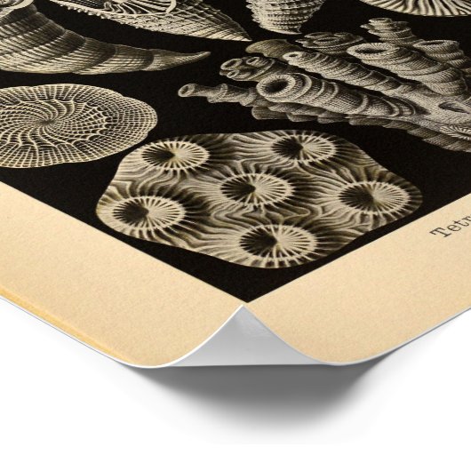 Vintag Tetracoralla Color Ernst Haeckel Print Poster (Ecke)