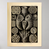 Vintag Tetracoralla Color Ernst Haeckel Print Poster (Vorne)