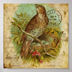 Vintag Thrush Bird Poster