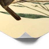 Vintag Thrush Bird Poster (Ecke)