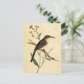Vintag Thrush Bird Postkarte (Stehend Vorderseite)