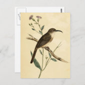 Vintag Thrush Bird Postkarte (Vorne/Hinten)
