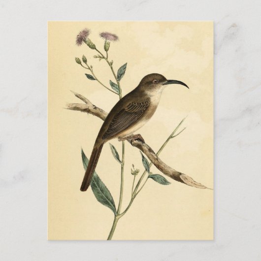 Vintag Thrush Bird Postkarte (Vorderseite)