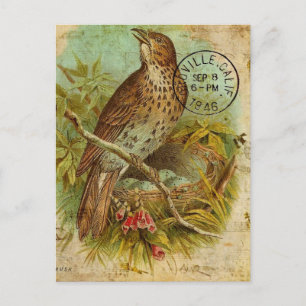 Vintag Thrush Bird Postkarte