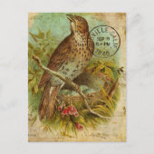 Vintag Thrush Bird Postkarte (Vorderseite)